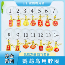 鹦鹉脖套虎皮玄凤牡丹小太阳脖圈和尚不锈钢栓鸟链子外出牵引绳