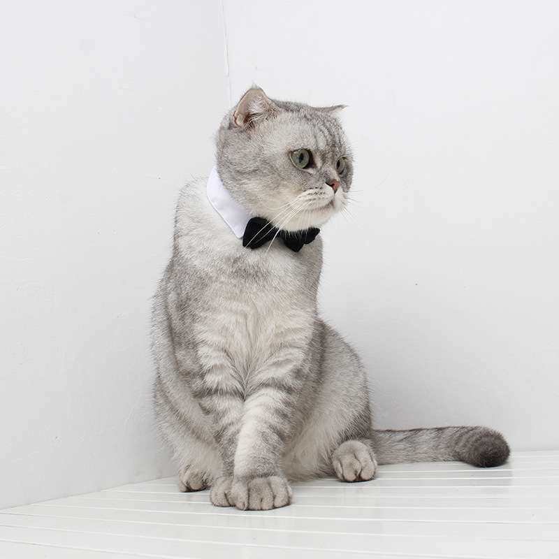 吉仔仔猫咪结婚饰品领花红蝴蝶结喜庆节宠物婚礼绅士双层宠物领结