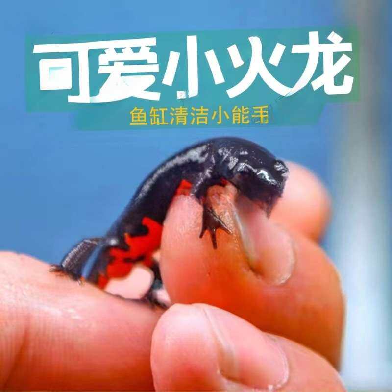 娃娃鱼东方蝾螈小火龙两栖鱼缸清洁工超萌超可爱零售摆摊*