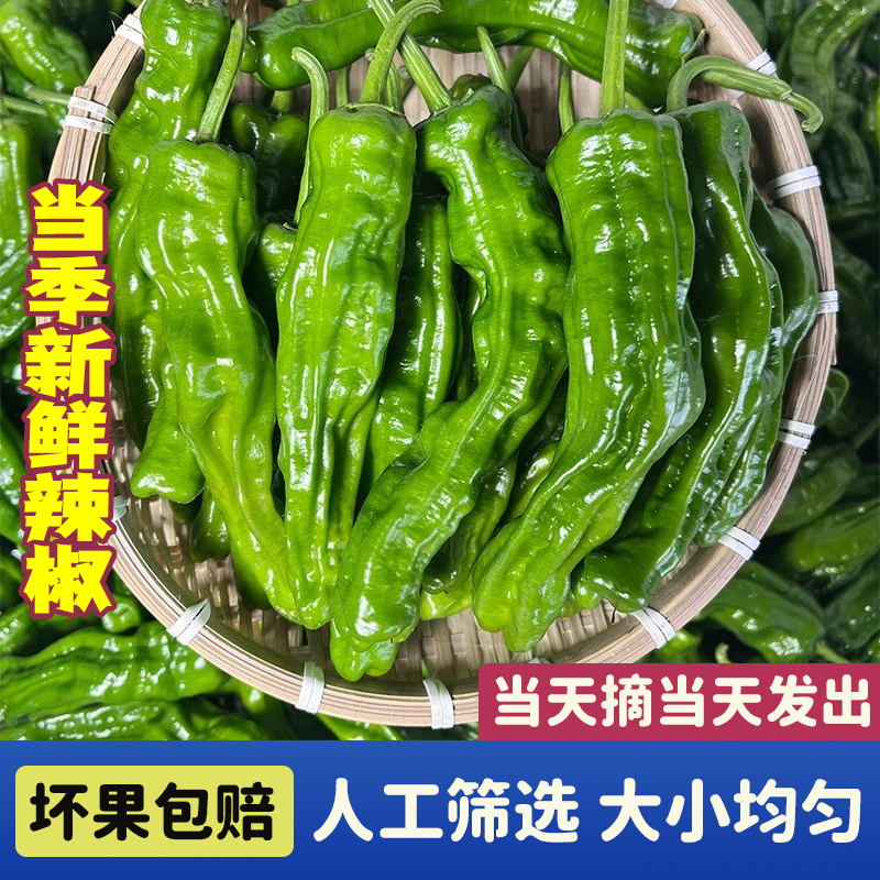 特辣辣椒新鲜青辣椒薄皮超辣小皱皮农家自种蔬菜辣椒批发现摘现发