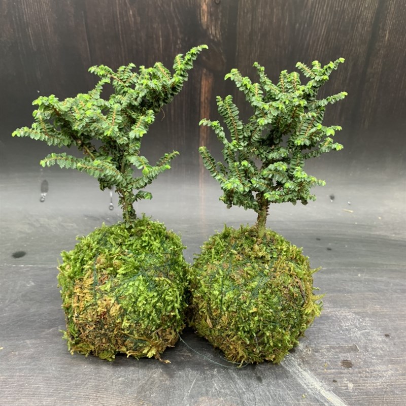 苔藓球芝麻榆树苗迷你品种小榆树盆景八方榆室内阳台好养盆栽