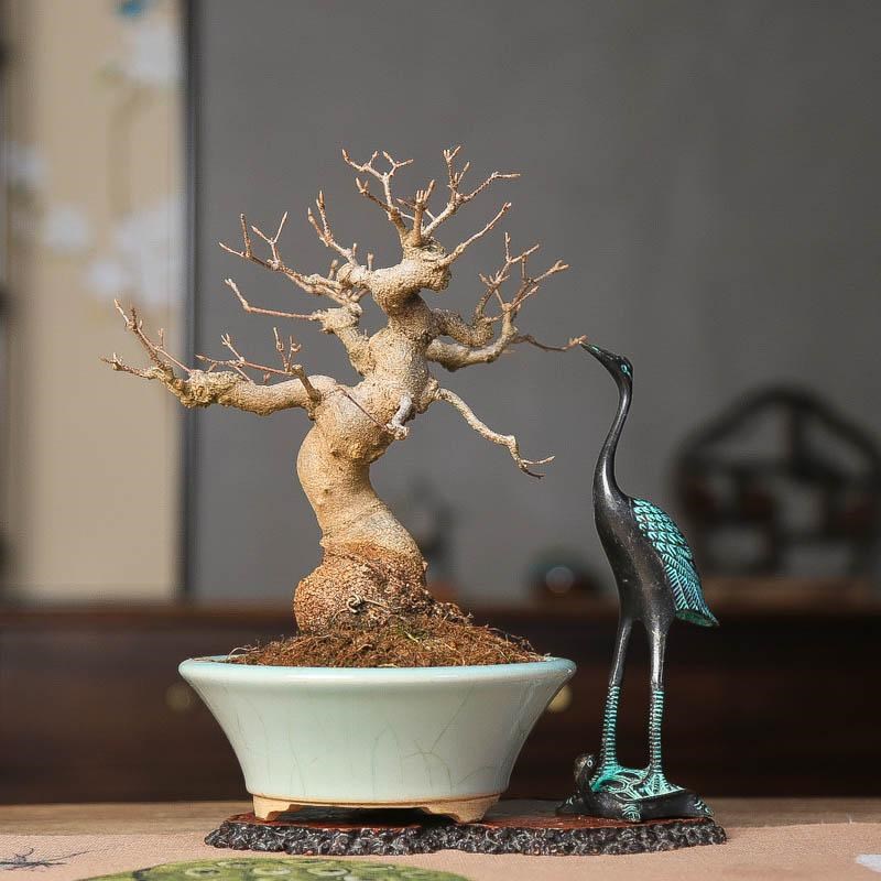 原生唐枫矮霸年功老桩三角枫观叶植物枫树红枫S杂木落叶小品盆栽