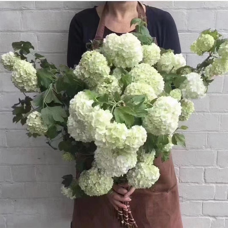 欧洲玫瑰绣球花苗欧洲木绣球盆z栽地栽庭院耐寒耐晒室内外花卉植