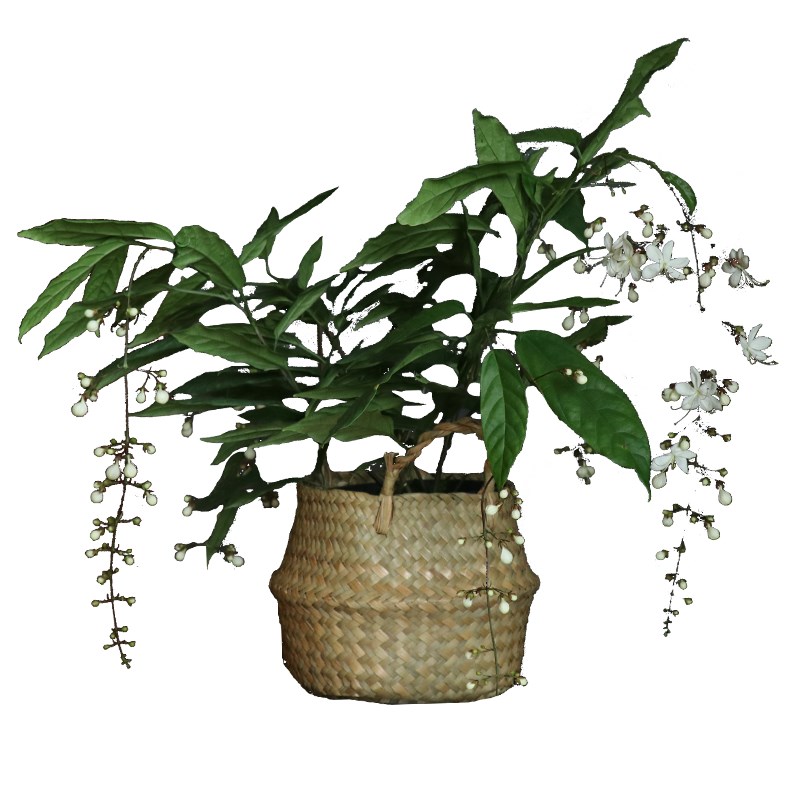 垂丝茉莉室内耐阴好养花卉植物盆栽带花苞老桩苗发V货阳台开花绿