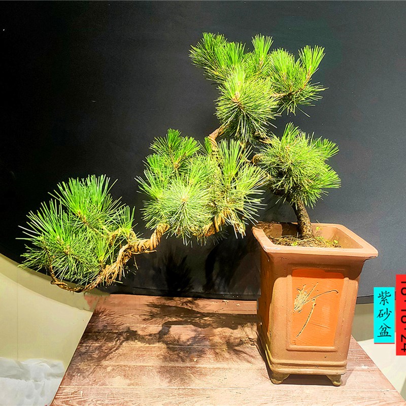 精品黑松盆景造型树老桩矮霸绿植四O季常青迎客松盆栽