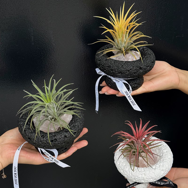 苏太植物空气凤梨桌面室内无土盆景可爱绿M植节日diy礼物摆件