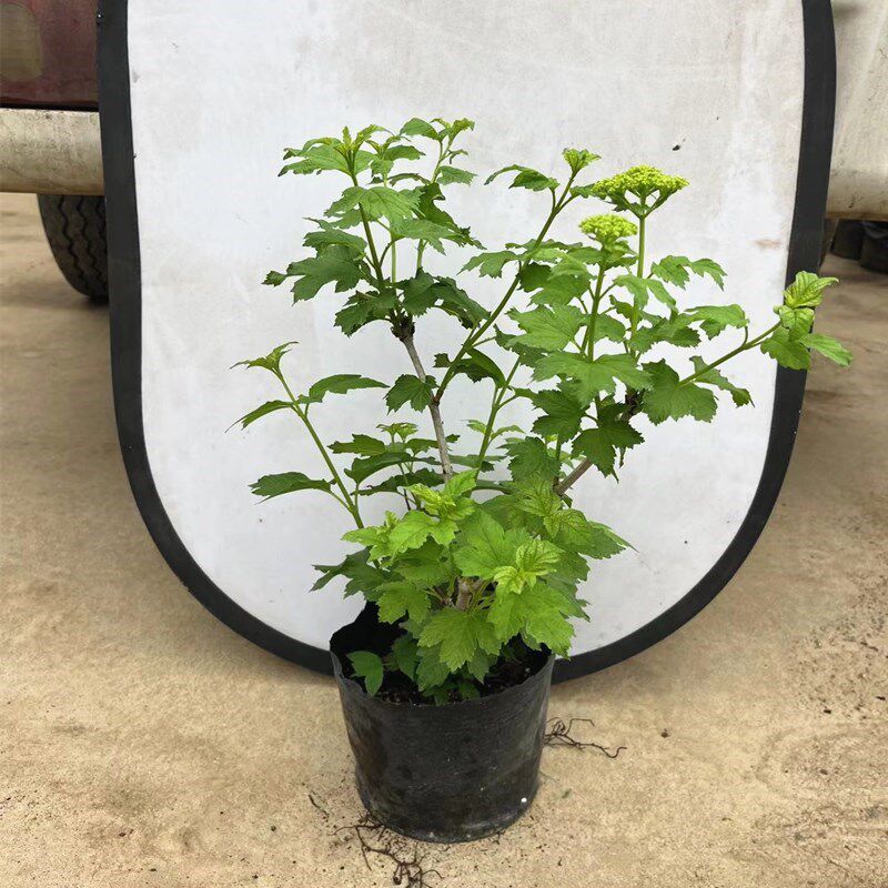欧洲木绣球玫瑰盆栽地栽庭院花园B观花植物欧洲琼花白色荚蒾苗耐