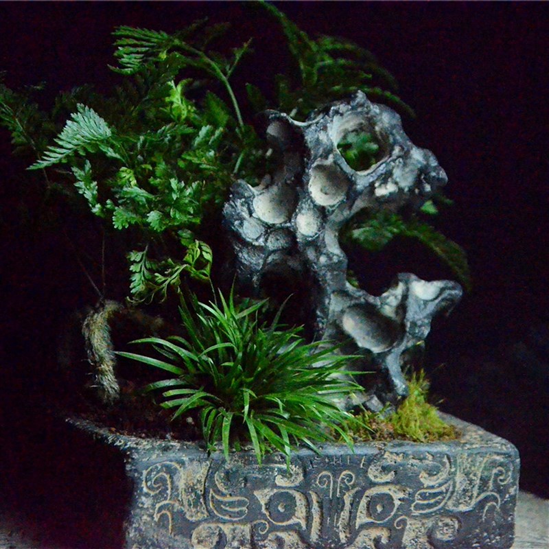 仿古素雅汉砖盆狼尾蕨金钱u菖蒲室内盆景植物绿植易养茶桌书桌盆