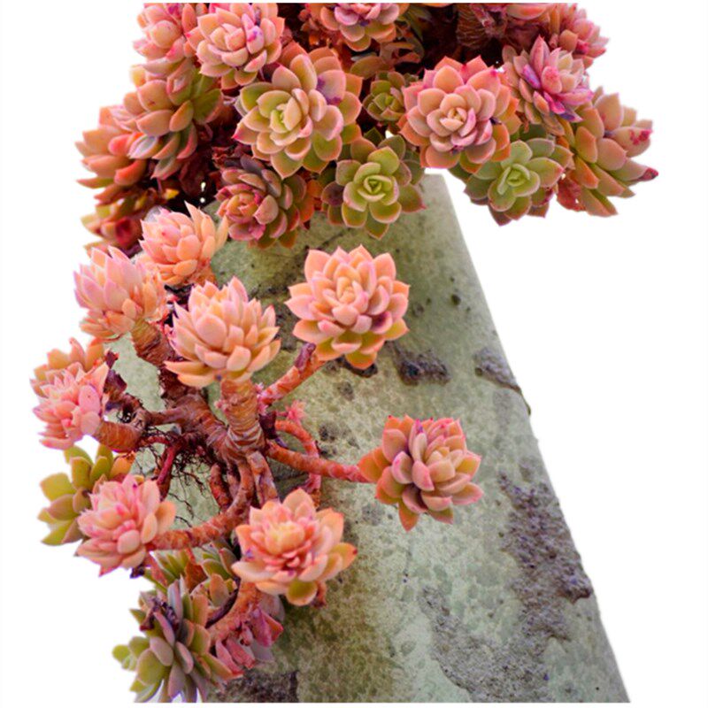 多肉植物 红鹤j丝绸面纱多头老桩带盆栽好大盆美观净化空气