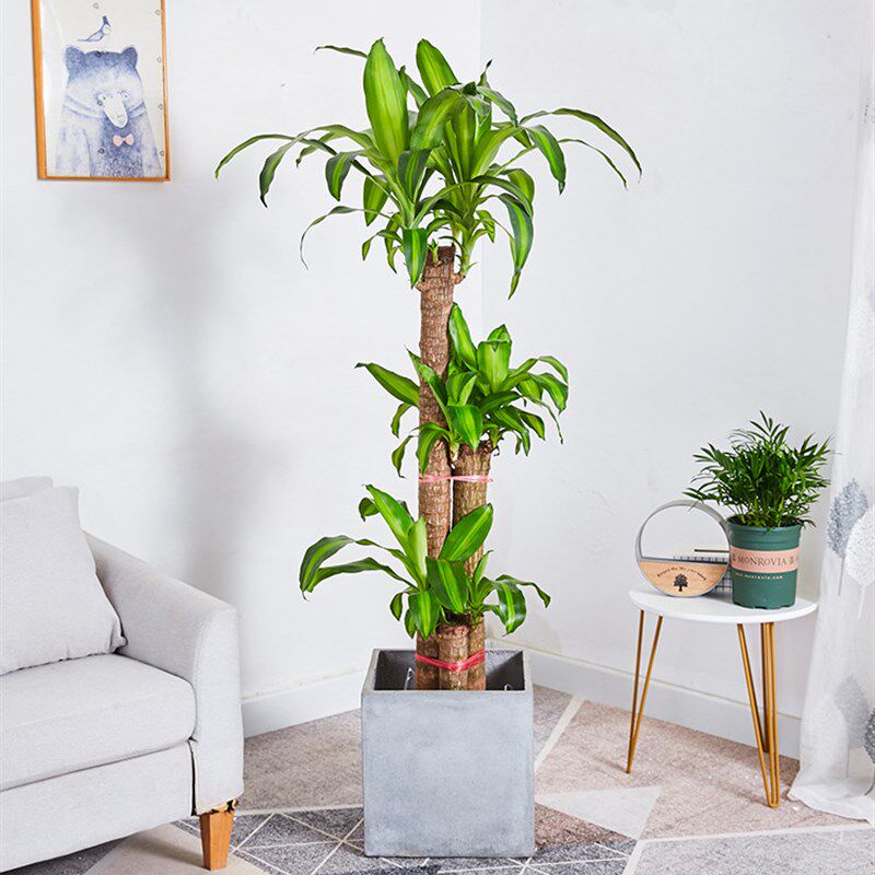 巴西木盆栽金心巴西铁树绿植盆景客厅室内办公室S大型植物无锡送