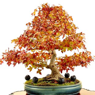 唐枫矮霸小叶三角枫盆景D绿植植物花卉盆栽室内