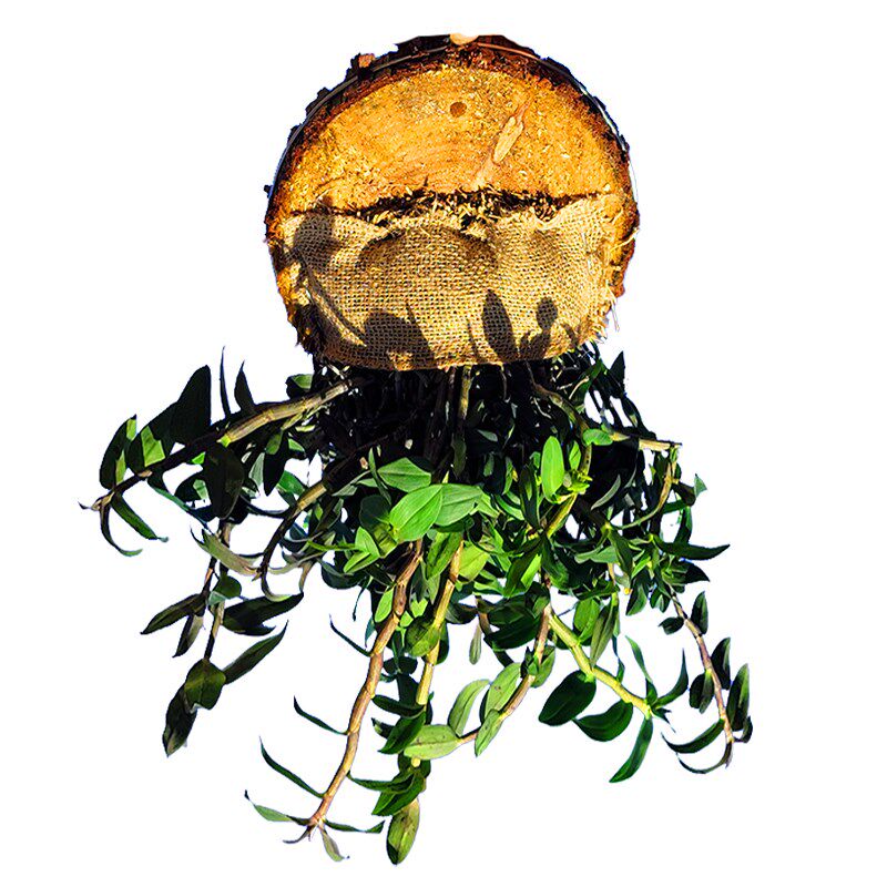 铁皮石斛苗盆栽石斛兰花可食用药材E盆景造景花卉植物木桩花盆种