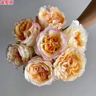 新品造型师月季单头大花切花庭院阳台盆N栽四季开花玫瑰花苗