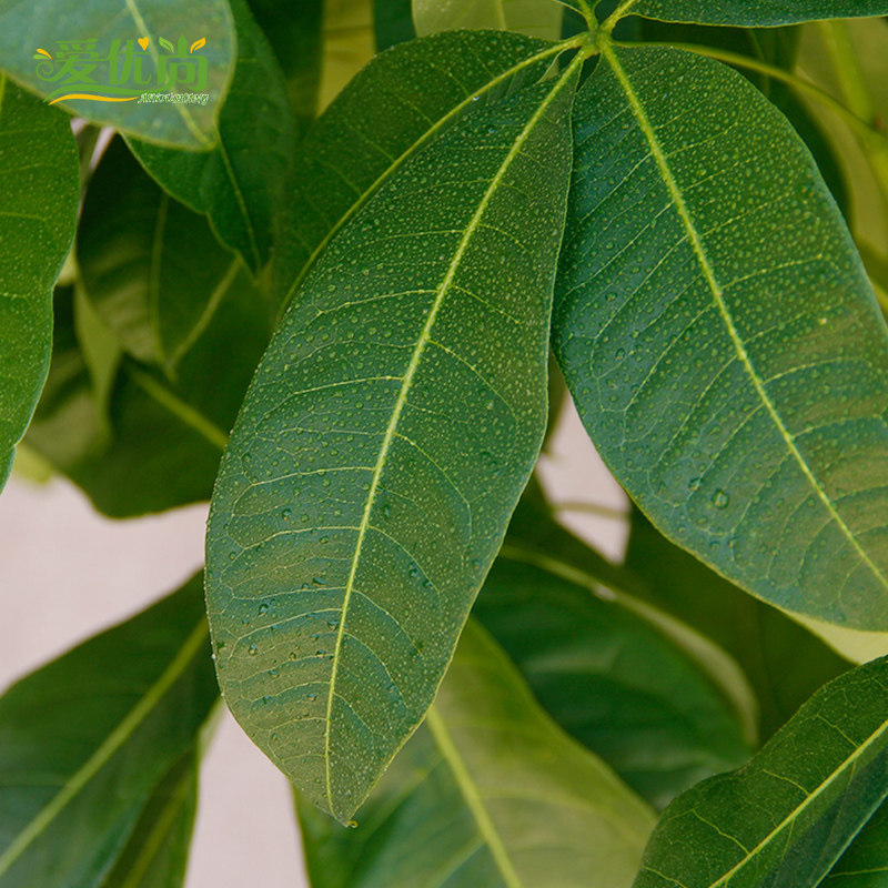 大型单杆发财树独杆发财树大型绿植成品组合盆栽观叶植.物绿植室,鲜花速递/花卉仿真/绿植园艺,大型绿植/成品组合盆栽,淘宝优惠券,粉丝福利购,淘宝优惠卷