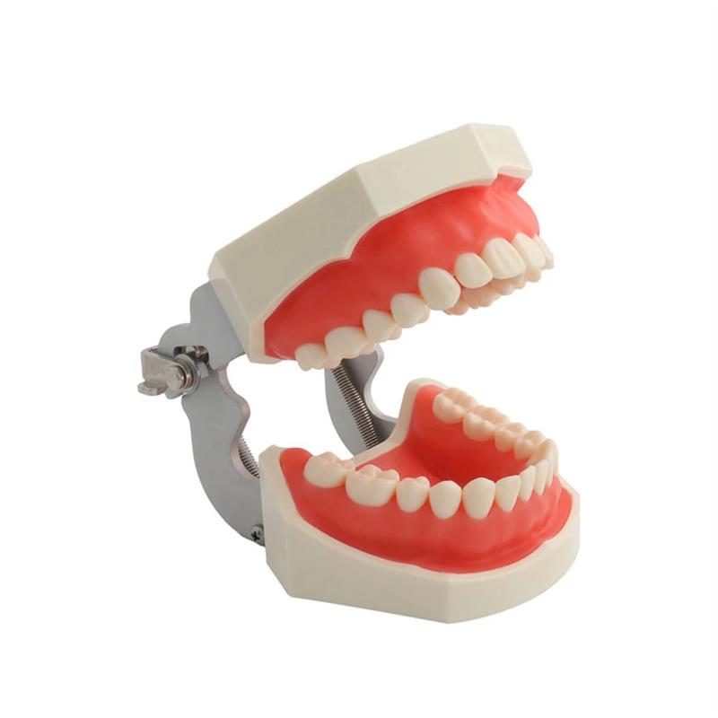 备牙模型牙科口腔材料器械牙齿模型口腔教学练习模型树脂牙模材料