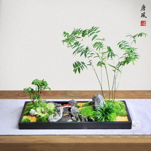 新中式枯山水苔藓微景观米竹菖蒲虎耳草青竹子罗汉松桌面盆景盆栽