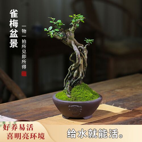 雀梅盆栽老桩提根一物一拍庭院造B型盆景茶室玄关观叶室内小叶绿