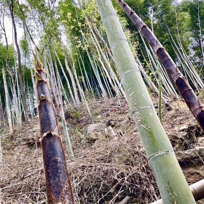 大型毛竹苗毛竹根毛竹o鞭毛竹芽食用笋竹子苗种楠竹鞭楠竹根芽种