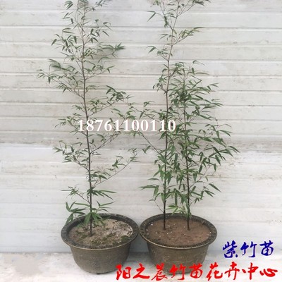 竹子苗室内盆栽绿l化庭院四季常青紫竹毛竹苗罗汉竹苗金镶玉苗耐