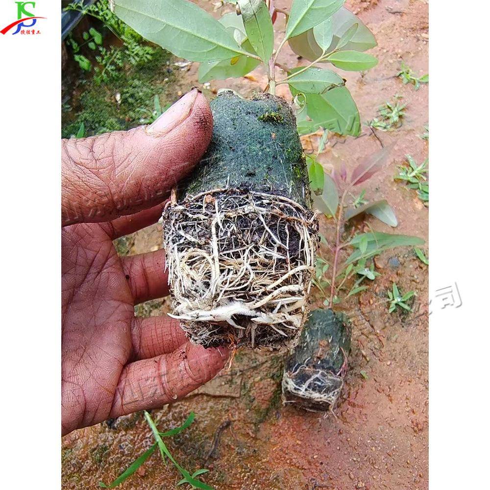 无营布养块成型机蔬CIC菜花纺卉营养钵育机苗育苗装土播种一体机