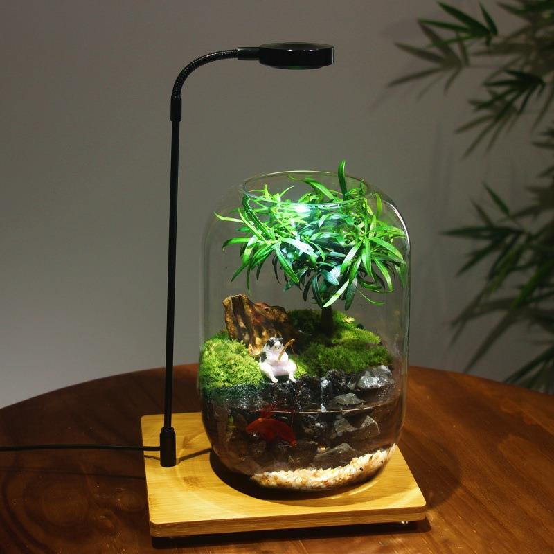 桌植面藓微YRR景观成品盆景好养鲜苔活绿生瓶态盆栽