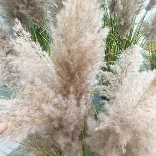 仿真植物芦苇草仿真蕾丝假草场花酒店场橱窗摆商件绿植芦柴假露营