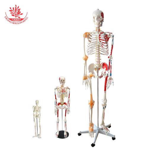 人体骨架模型45cm/85cm/170cmPVC材质仿真医学教学用演示成人骨骼
