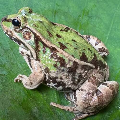 稻田蛙青蛙养殖活体黑斑田鸡鲜活新鲜宠物食用活体蛙爬宠开口大蛙