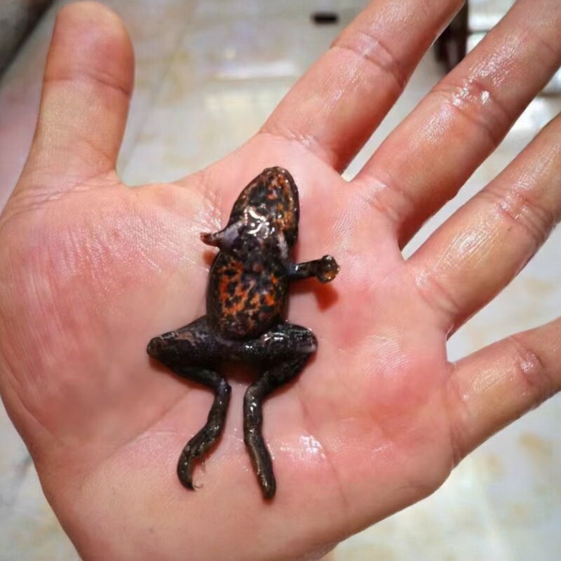 新鲜冻林蛙青蛙稻田蛙鱼食龙鱼增色雷龙鱼饲料蛙泥鳅蜈蚣冻虾喂鱼