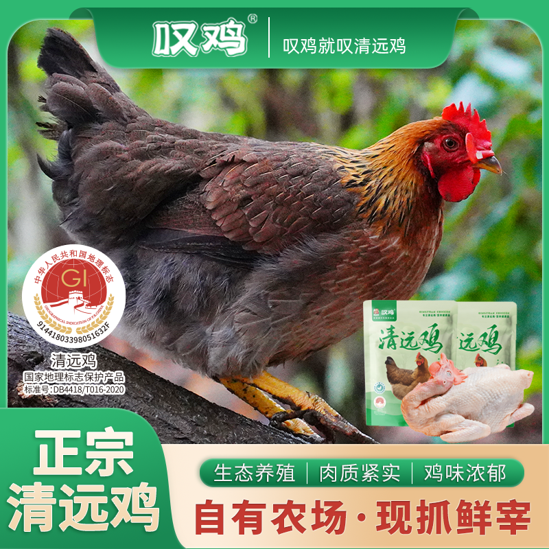 叹鸡广东清远鸡168天母鸡1000g