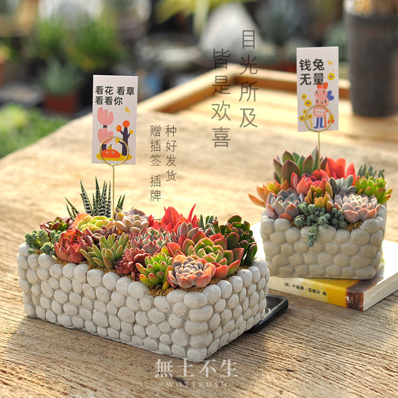 多肉小盆栽创f意盆景组合室内绿植肉肉植物带盆栽好成品母亲节礼