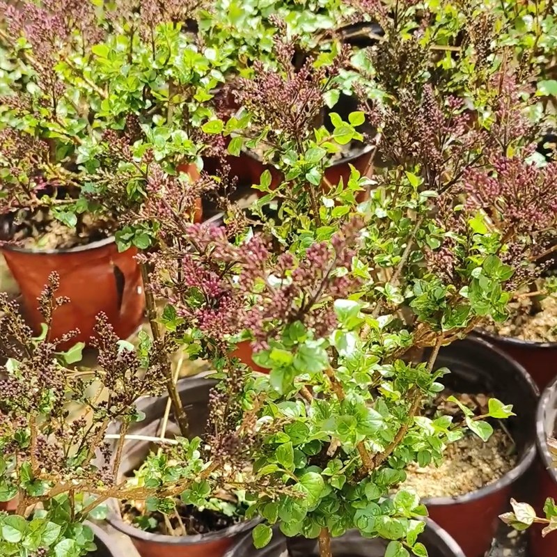罗汉丁香b花浓香型花卉耐寒不怕冻适合阳台庭院种植盆栽