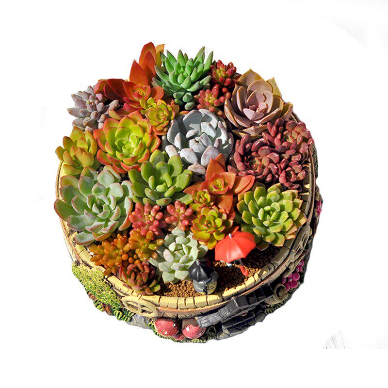 多肉植物带d盆多肉组合盆栽拼盘组合女神节礼物成品顺丰包邮