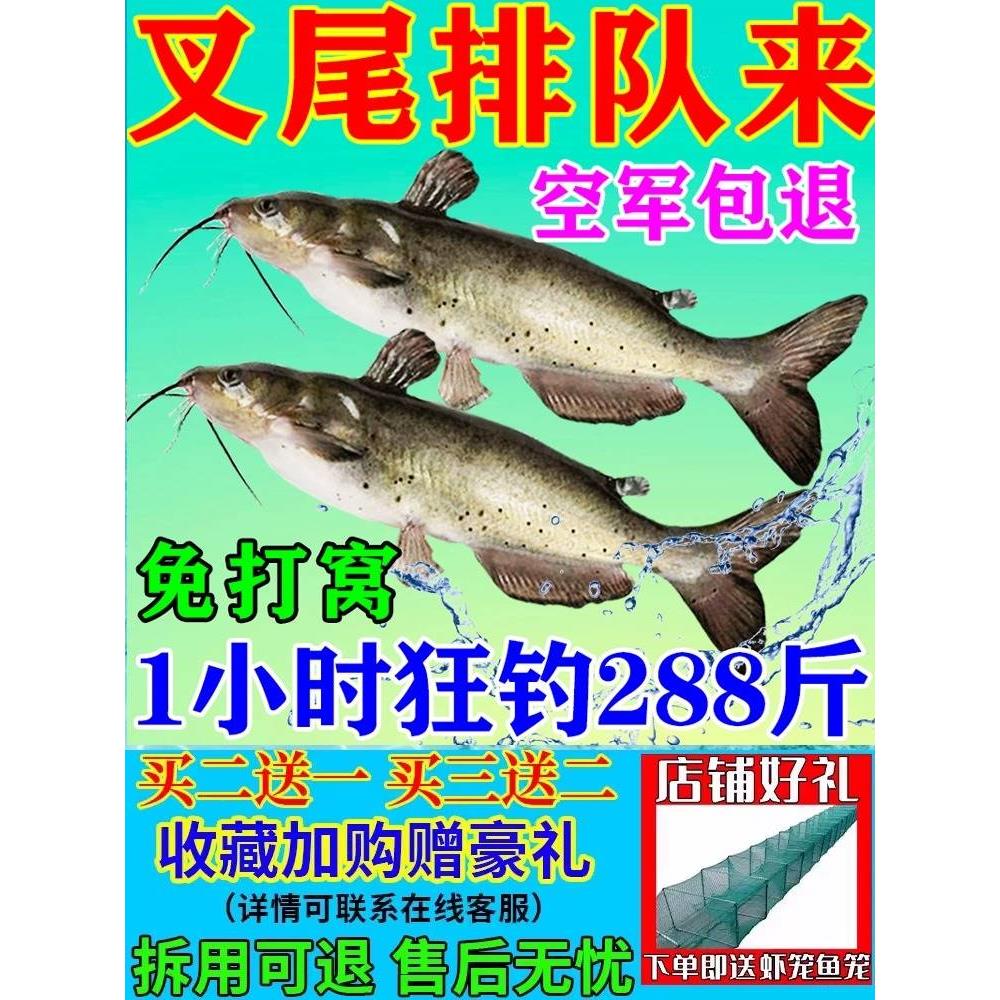 叉尾鱼饵料冬季野钓诱鱼食剂专用叉尾鮰叉尾鲶湖泊黑坑爆护免打窝