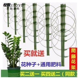 速发。昙花架子固架支支花架定架支架支撑杆花爬架植物爬藤支架支