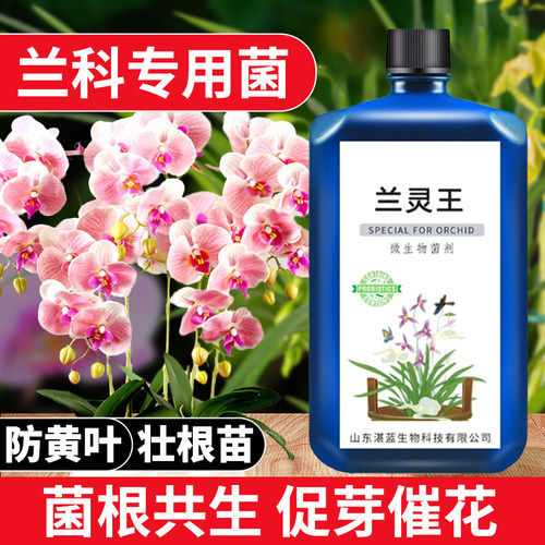 速发液灵王兰花料用肥营养兰肥专促花多箭兰菌药蝴蝶兰科兰陵王活