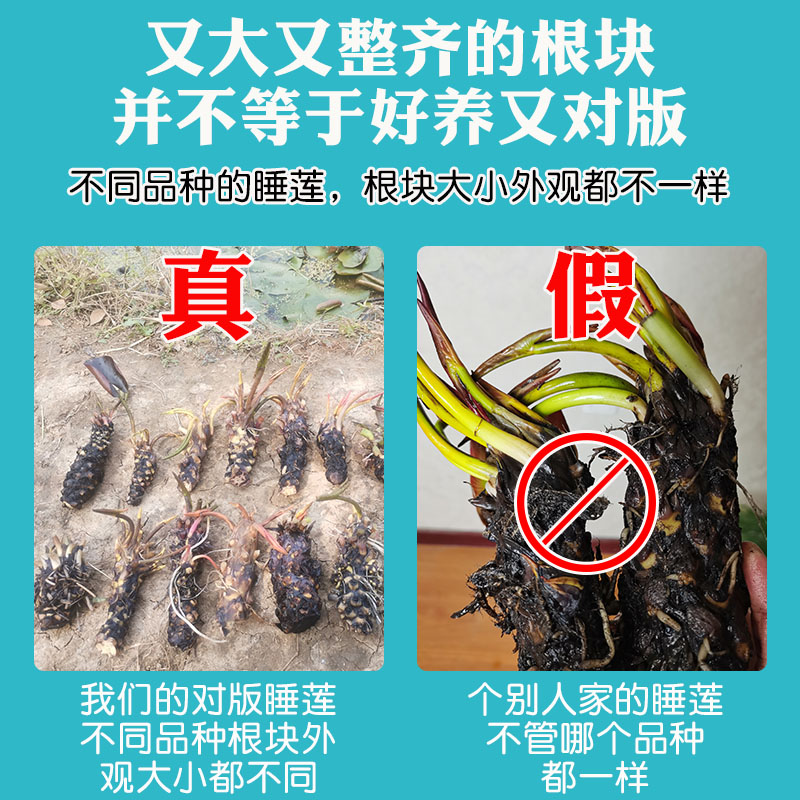 睡莲水培植物四季水养水莲花苗耐寒大睡莲根块荷花睡莲带花苞发货