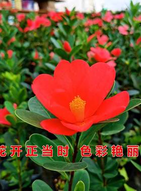 冬季不怕冻的绿植耐寒耐冻花卉茶花室外耐热植物易活耐晒四季开花