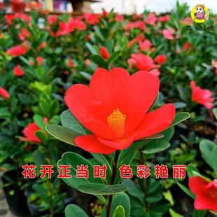 冬季不怕冻的绿植耐寒耐冻花卉茶花室外耐热植物易活耐晒四季开花