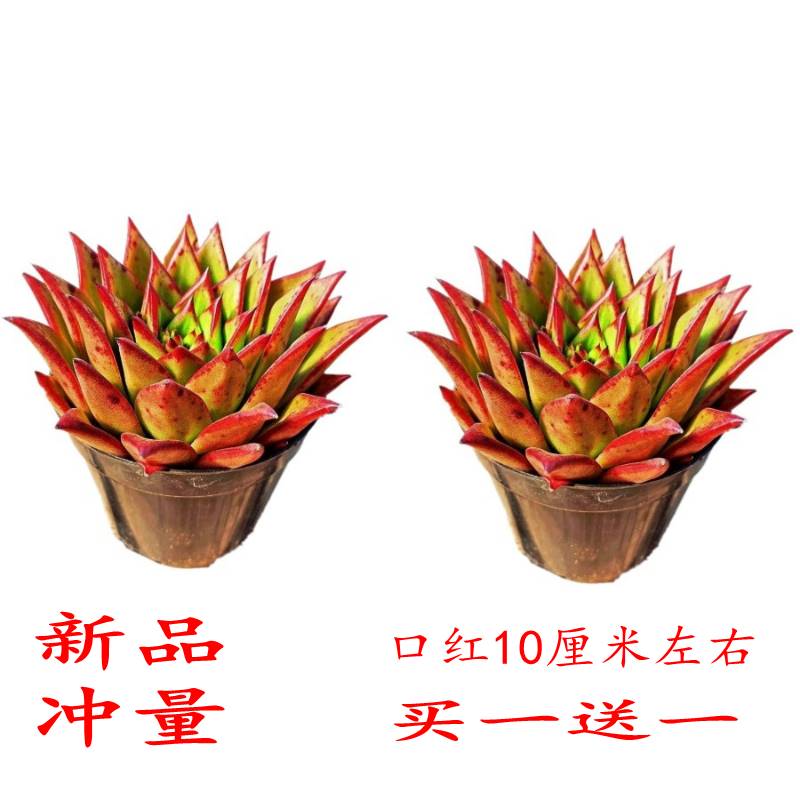 【买一送一】口红大单头多肉植物室内阳台好养活花卉绿植盆栽盆景