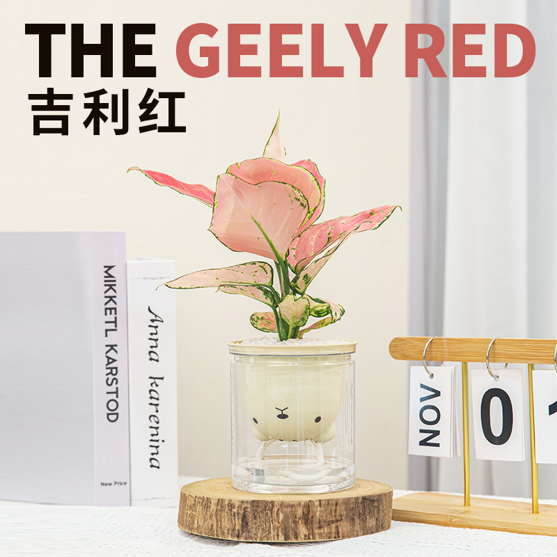 吉利红办公室内桌面绿植