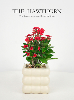 虎刺梅大叶铁海棠盆栽室内白色花卉盆景四季办公室阳台耐旱绿植物