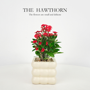 虎刺梅大叶铁海棠盆栽室内白色花卉盆景四季办公室阳台耐旱绿植物