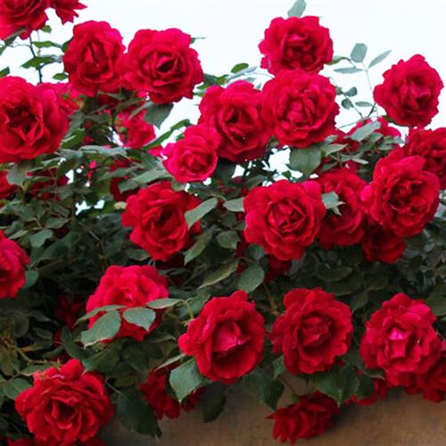 适用鲁硕红 勤花量大藤本抗病强长势快古老国月花园地栽月季大苗