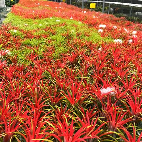 适用空气凤梨植物无土懒人花卉盆栽室内外净化空气吸甲醛桌面摆件