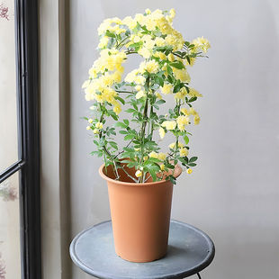 黄木香花苗爬藤植物四季阳台庭院盆栽开花浓香重瓣白木香树苗好养