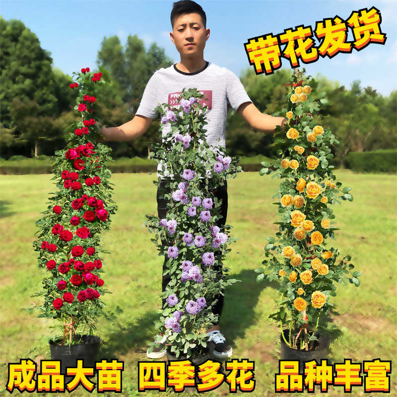 藤本树月季蔷薇花苗爬藤四季开花植物庭院阳台特大花浓香玫瑰盆栽图片