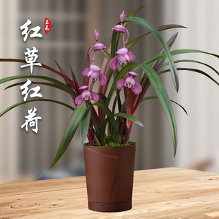 红草红荷 兰花苗建兰盆栽室内四季兰F草名贵浓香花苞好养花卉绿植
