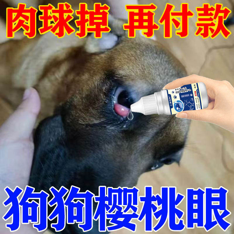 狗狗樱桃眼滴眼液消炎狗狗第三眼睑增生腺体脱出眼息肉眼睛发红图片