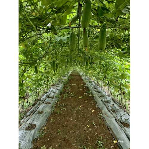 瓜棚管架毛节瓜苦瓜丝瓜豆角爬藤架菜园拱棚架花圃拱形架暖棚支架